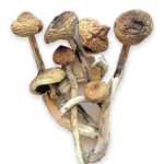 3.5g Dried Mushrooms (Randomized)