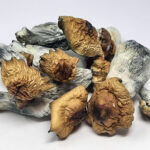 Blue Panaski Dried Mushrooms(Exotic)