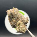 Funky Monkey